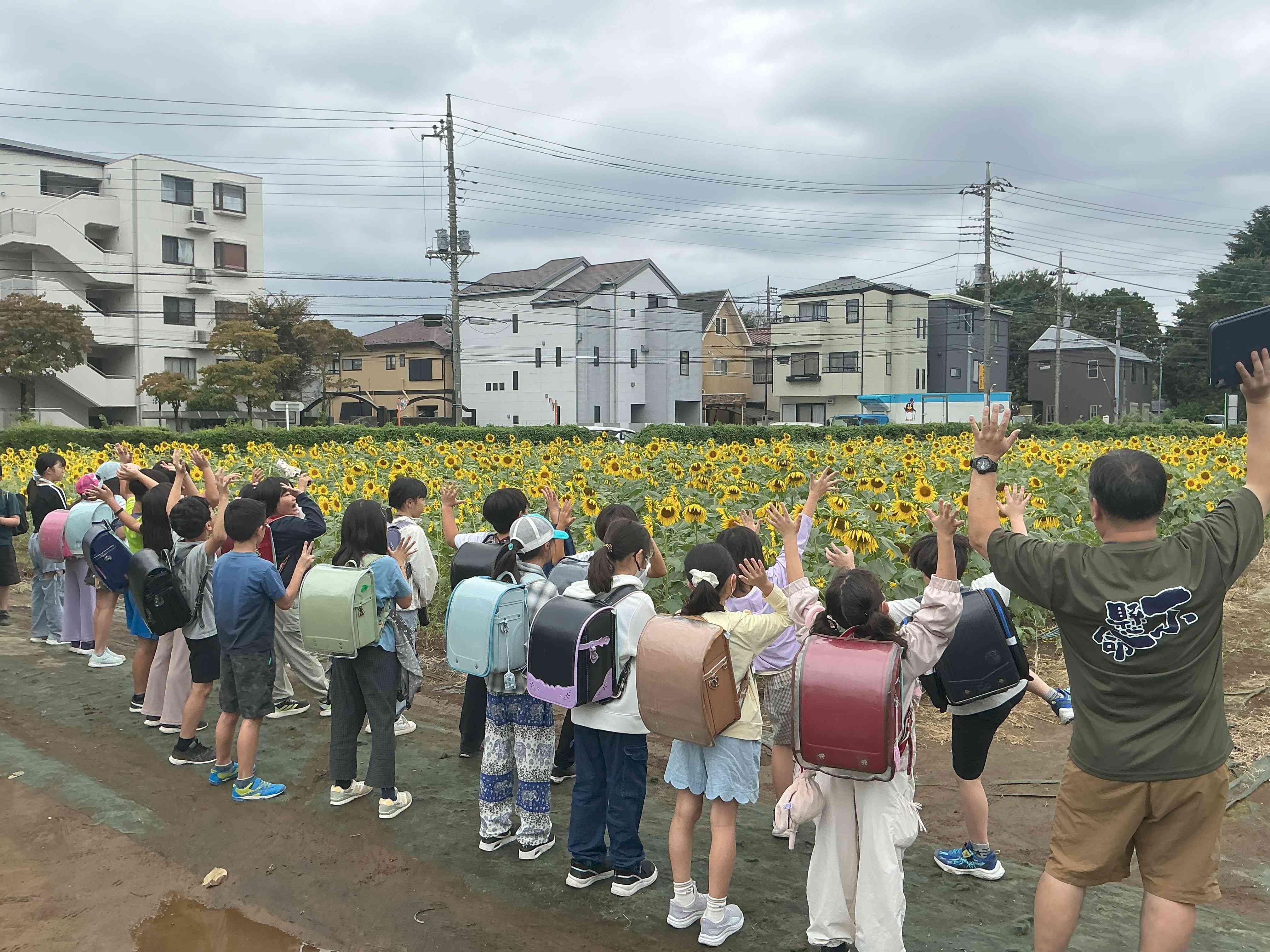 ひまわり１